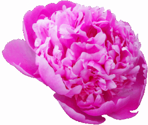 当帰芍薬散はむくみ解消に効果的で体重減少に繋がるのか？