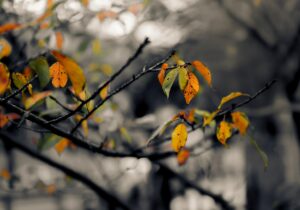 桂枝茯苓丸で更年期の太りに漢方で対処する方法は？