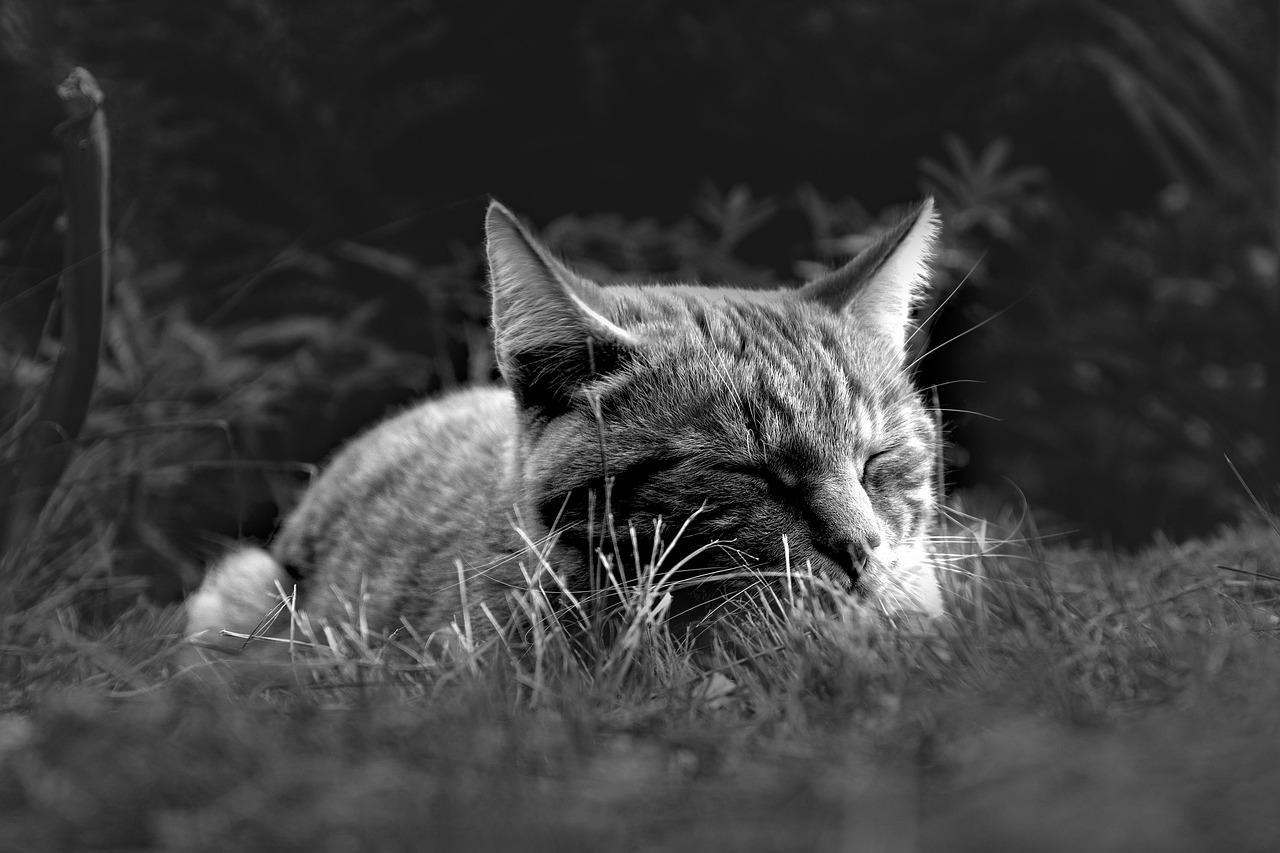 40代の内臓脂肪を漢方で減らし、睡眠を改善する方法は？